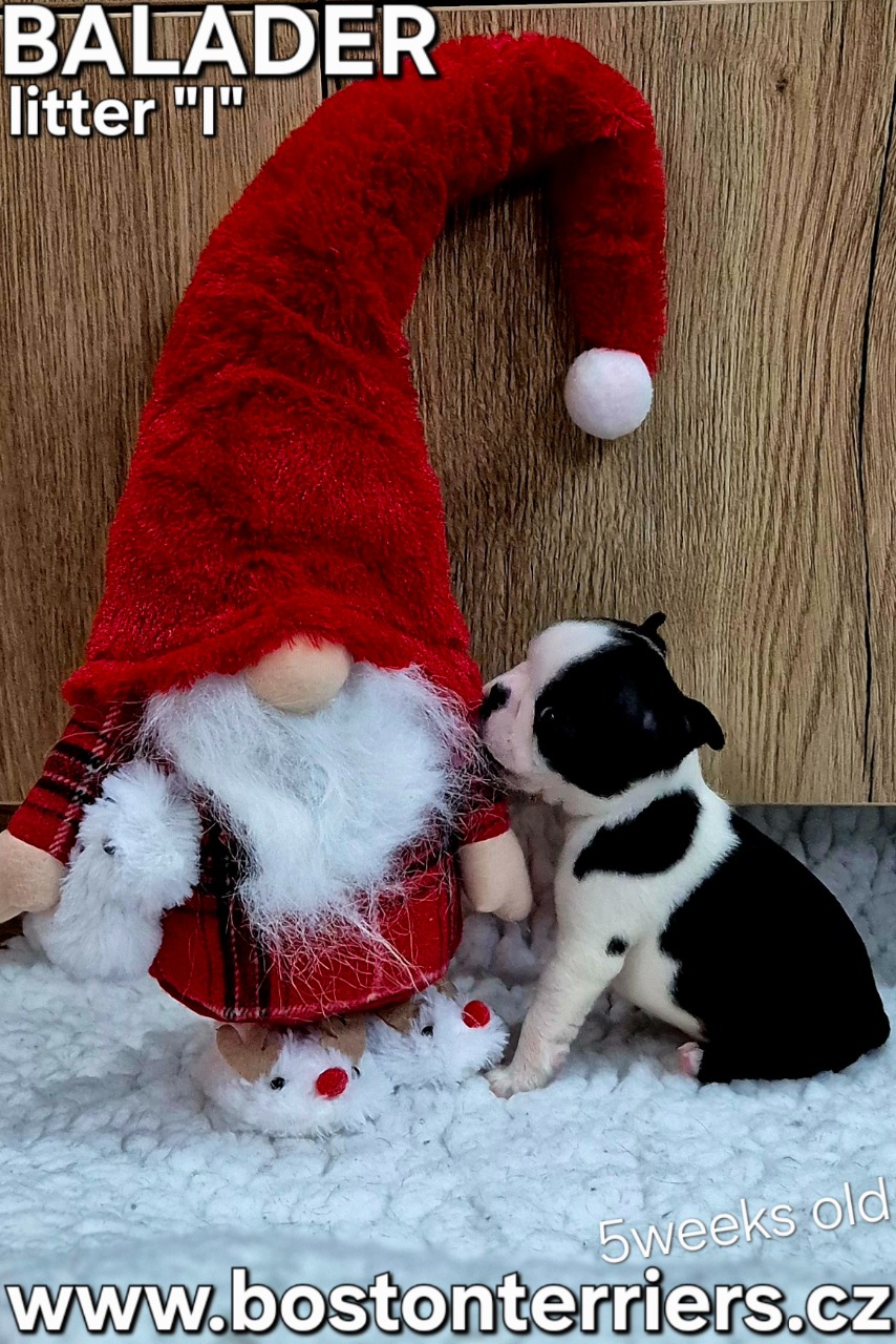 bostonsky terier stenata boston terrier puppies